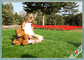 6800 Dtex einfaches Sorgfalt-Haustier-künstlicher Rasen-Gras-Teppich für Balkon-Bankett/Haustier fournisseur